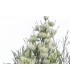 Aceite esencial de arbol del té 10 ml.
