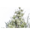 Aceite esencial de árbol del té -10 ml.