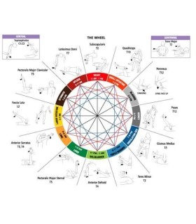 Kinesiobiologia biomagnética
