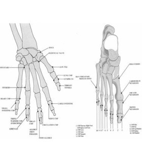 Electroacupunctura metodo Voll/Test de Intolerancia Alimenticia
