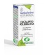 Aceite Esencial de Eucalipto Polibractea - 5ML